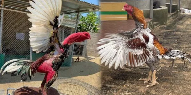 Cách Nuôi Gà Đá Tới Pin – Bí Mật Thần Kê Bất Bại Jun88 2025