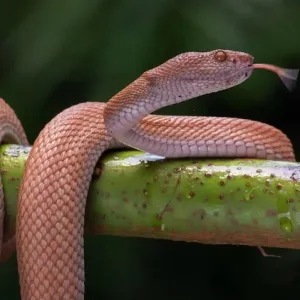 Giải mã mơ thấy rắn theo đối tượng trong mơ